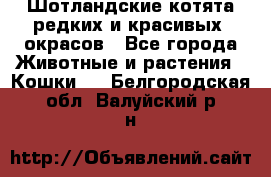 Шотландские котята редких и красивых  окрасов - Все города Животные и растения » Кошки   . Белгородская обл.,Валуйский р-н